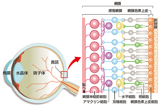 日本确认 iPS 视细胞能让小鼠眼睛恢复感光-期